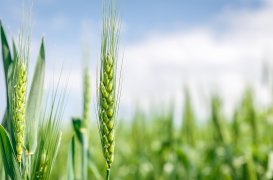 Wheat,Field,Image.,View,On,Fresh,Ears,Of,Young,Green